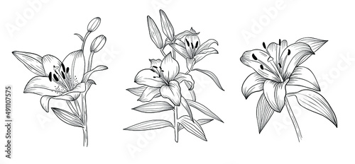 Hand drawn outline vector lilly flowers, detailed tattoo ink style, realistic engraved illustration