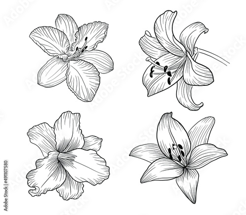 Hand drawn outline vector lilly flowers, detailed tattoo ink style, realistic engraved illustration