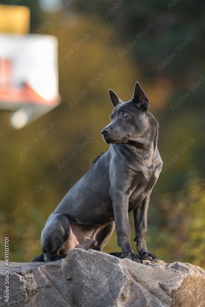 Thai Ridgeback dog sitting on a large stone against the backdrop of a sunset autumn forest Thai Ridgeback dog sitting on a large stone against the backdrop of a sunset autumn forest