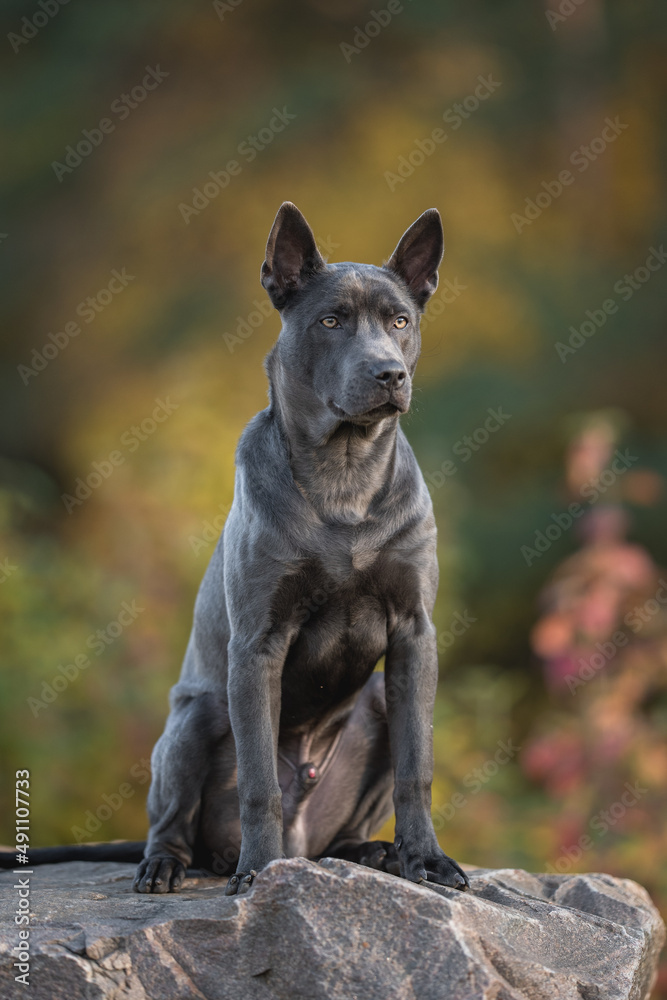 Thai Ridgeback dog sitting on a large stone against the backdrop of a sunset autumn forest