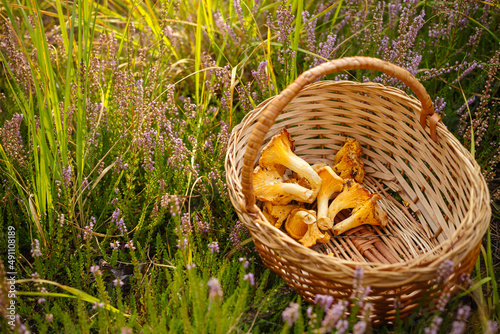 Tasty raw orange chantarelles in the wicker basket in green grass with heather flowers photo