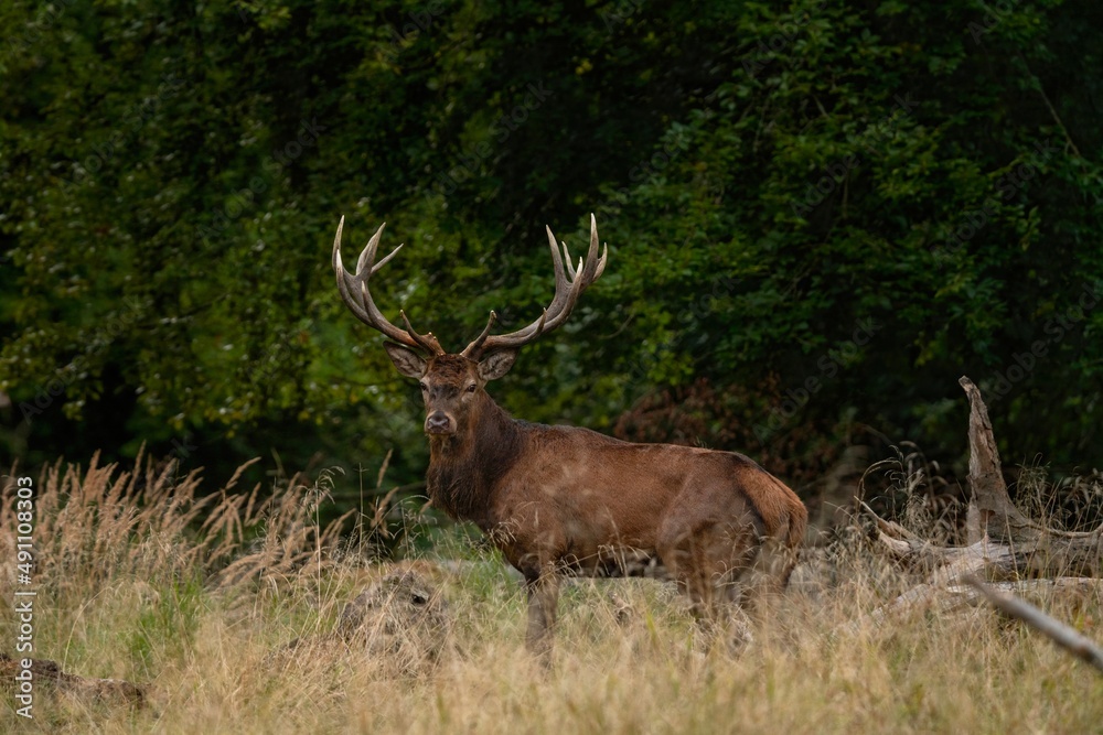 Red deer during rutting time. Roaring deer in nature. European wildlife. Denmark royal park. Red deer during rutting time. Roaring deer in nature. European wildlife. Denmark royal park.