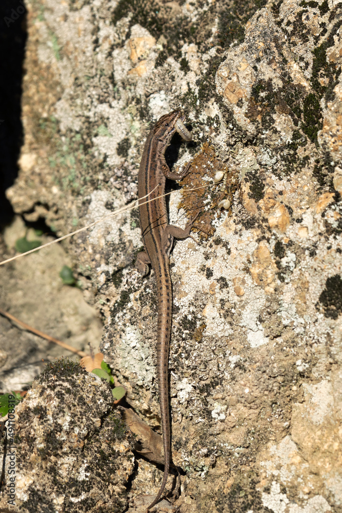 Iberian wall lizard in Sierra nevada. Lizard in spain nature. European wildlife. Iberian wall lizard in Sierra nevada. Lizard in spain nature. European wildlife.