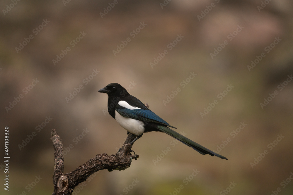 Eurasian magpie on the branch. Curious magpie during winter. European wildlife. Eurasian magpie on the branch. Curious magpie during winter. European wildlife.