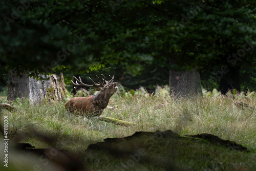 Red deer during rutting time. Roaring deer in nature. European wildlife. Denmark royal park.  © prochym