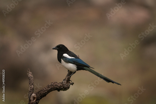 Eurasian magpie on the branch. Curious magpie during winter. European wildlife. 