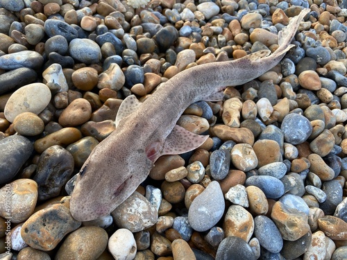 The small-spotted catshark, also known as the sandy dogfish, lesser-spotted dogfish, rough-hound or morgay, is a catshark of the family Scyliorhinidae.