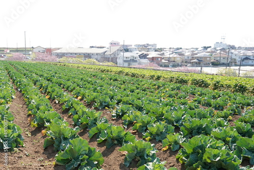 agriculture in Miura city
 photo