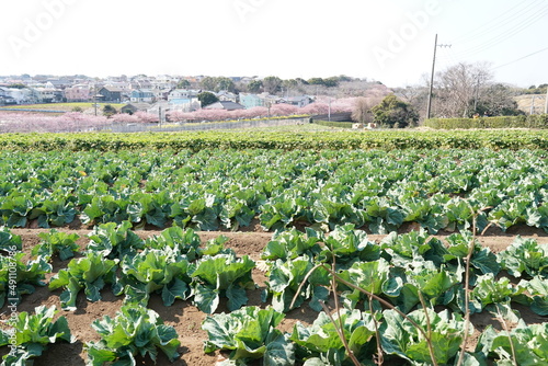 agriculture in Miura city 