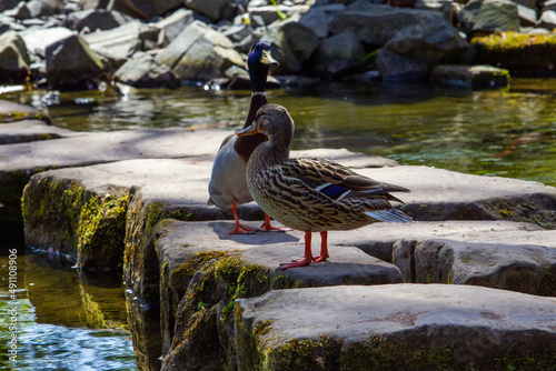 Couple of ducks in japanese garden in Kaiserslautern - love in southern Germany