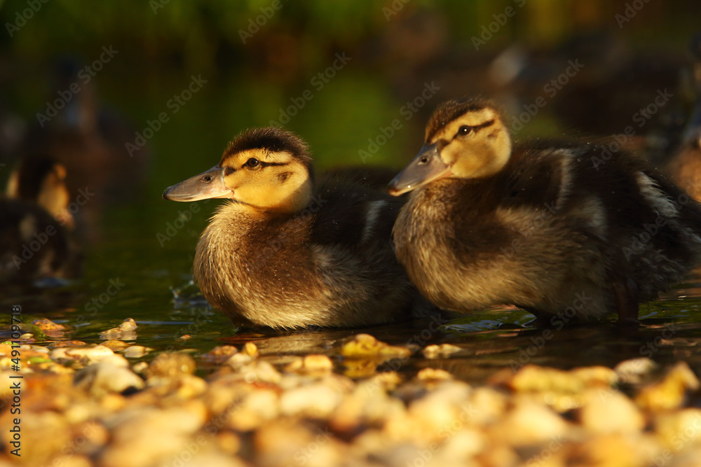 The mallard or wild duck (Anas platyrhynchos) small newborn swimming on the lake. The mallard or wild duck (Anas platyrhynchos) small newborn swimming on the lake.