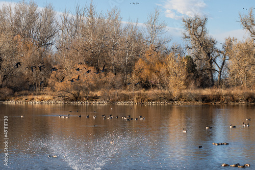 A day in late Fall at Ketring Park in Littleton, Colorado, with Canadian Geese flying through into the tall trees of the landscape and a large lake that includes a water fountain. photo