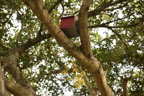 casinha de pássaro na árvore