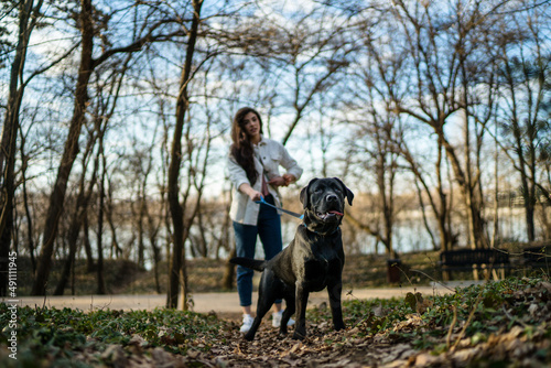 A large dog drags a pet owner into the park. A woman walks with her black Labrador outdoors. Funny moments during the walk. © DusanJelicic