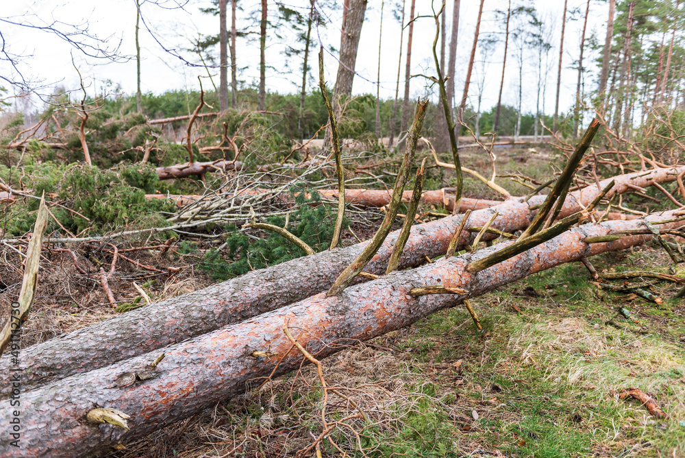 Fallen, uprooted pine trees in the forest. An adult trees lies on the ground after storm. The roots of the tree. Fallen, uprooted pine trees in the forest. An adult trees lies on the ground after storm. The roots of the tree.