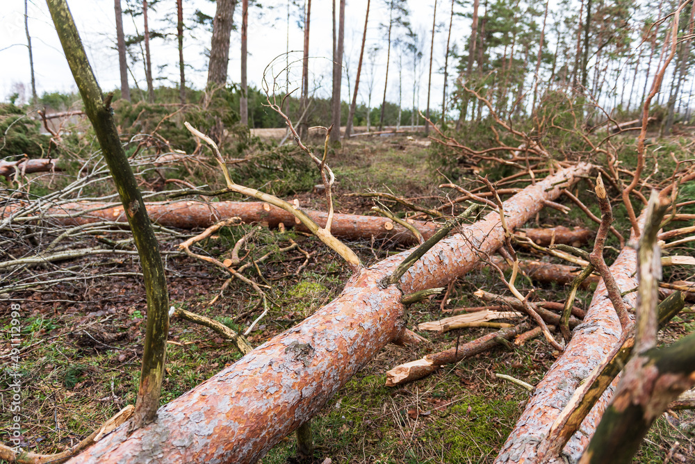Fallen, uprooted pine trees in the forest. An adult trees lies on the ground after storm. The roots of the tree. Fallen, uprooted pine trees in the forest. An adult trees lies on the ground after storm. The roots of the tree.