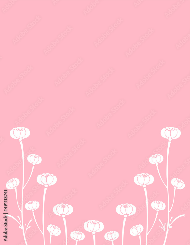 ラナンキュラスの花とピンク色の背景イラスト