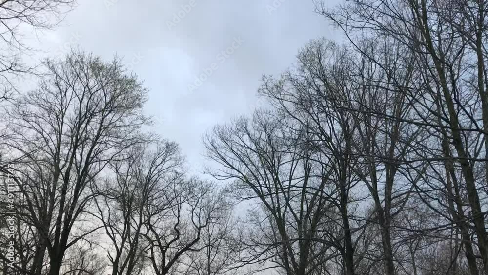 first green leaves on trees in April first green leaves on trees in April