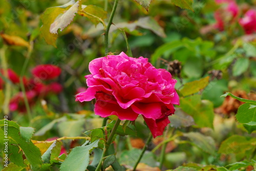 A bloomed pink rose
