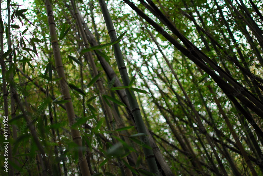 Fototapeta premium Tall bamboo trees