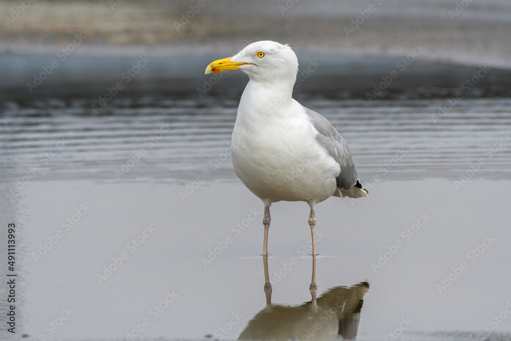 Seagull standing in shallow puddle of water looking at camera Seagull standing in shallow puddle of water looking at camera