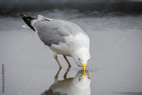 Seagull standing in shallow puddle of water and taking a drink photo