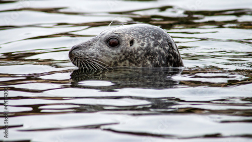 Close-up portrait of a seal poking its head out of the water