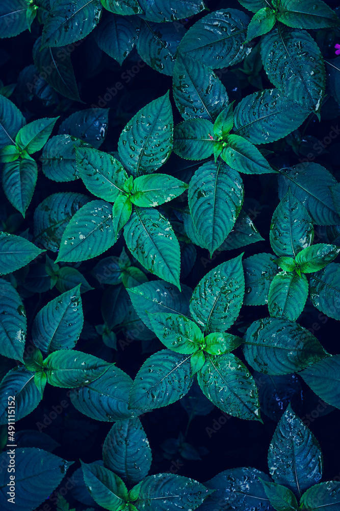 ranidrops on the green and blue plant leaves in rany days - obrazy, fototapety, plakaty 