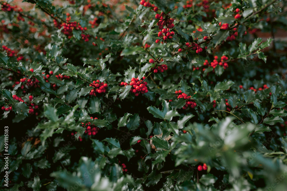 Holly bush with green foliage and red berries