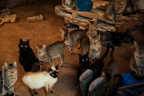 Photography Herd of cats looking at the camera
