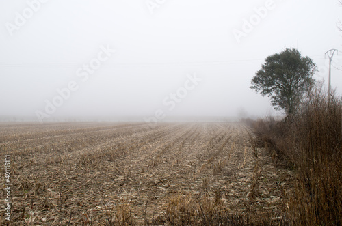 harvested corn field with fog