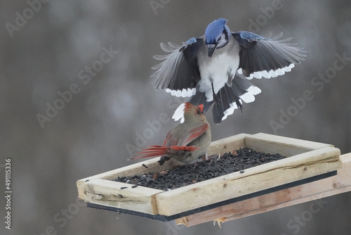 Female Cardinal ejecting Blue Jay from feeder in a gutsy feisty move
