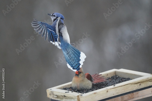 Female Cardinal ejecting Blue Jay from feeder in a gutsy feisty move
