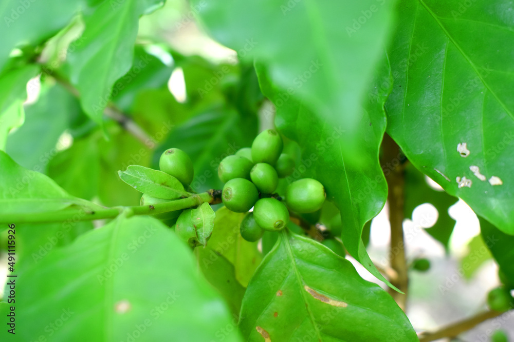 Closeup of fresh raw coffee beans on coffee tree bunch - Organic Arabica coffee plant growing in North East of Thailand. Closeup of fresh raw coffee beans on coffee tree bunch - Organic Arabica coffee plant growing in North East of Thailand.