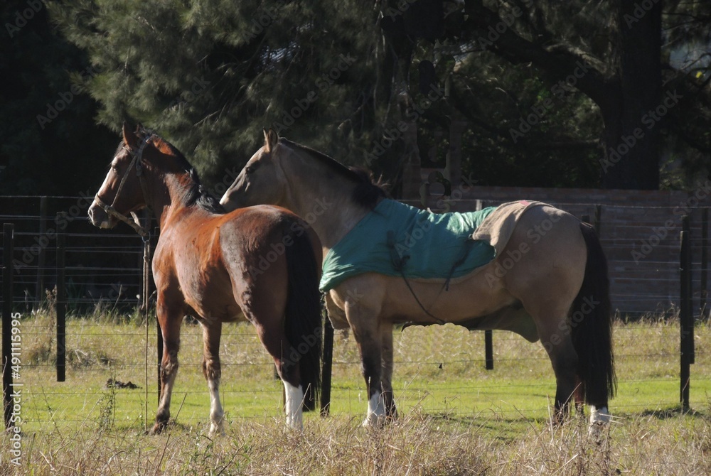 CABALLO EN PLENO CAMPO