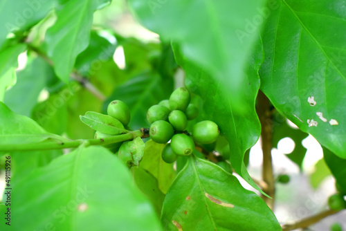 Closeup of  fresh raw coffee beans on coffee tree bunch - Organic Arabica coffee plant growing in North East of Thailand.