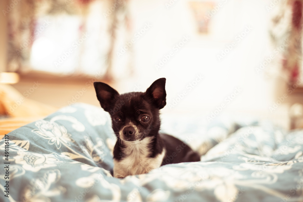 Cute black tiny chihuahua dog cosy on soft bed Cute black tiny chihuahua dog cosy on soft bed