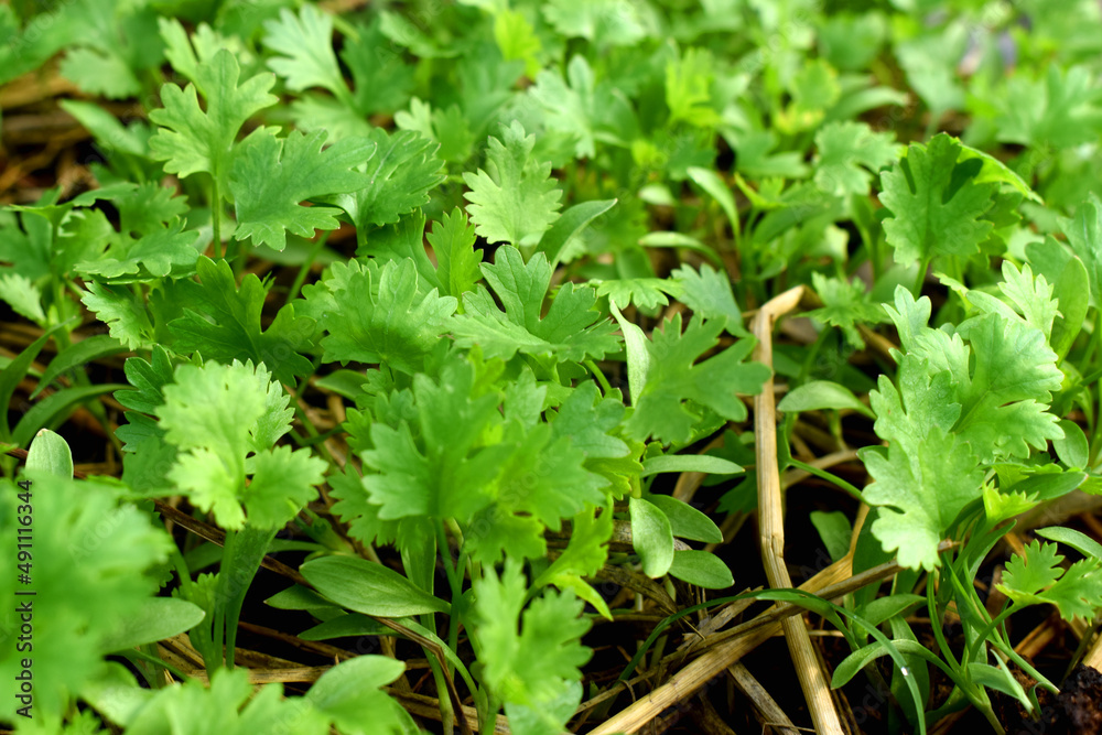 Full frame of fresh green coriander vegetables in organic garden, seeding young plants in backyard in countryside of Thailand. Full frame of fresh green coriander vegetables in organic garden, seeding young plants in backyard in countryside of Thailand.