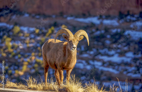 big horn sheep, ram, Colorado national monument, Colorado photo