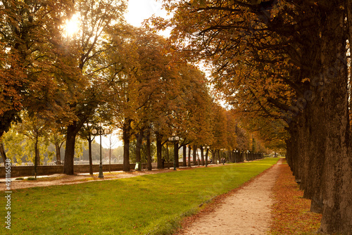 Paris Tree Lined Autumn