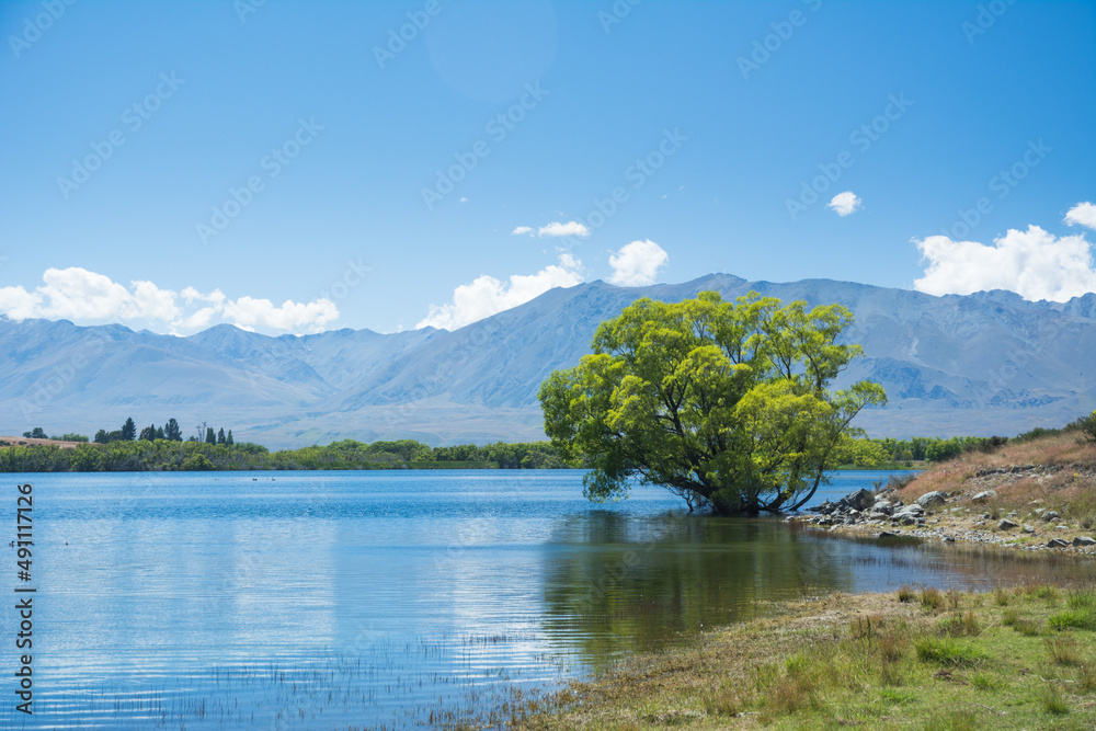 Tree in a water at Lake McGregor, New Zealand
