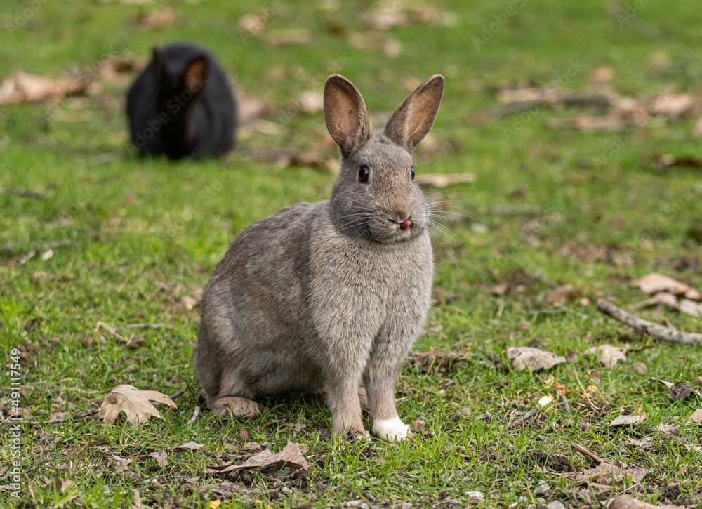 Fototapeta premium one cute grey rabbit sitting on the grasses with another black one eating in the background