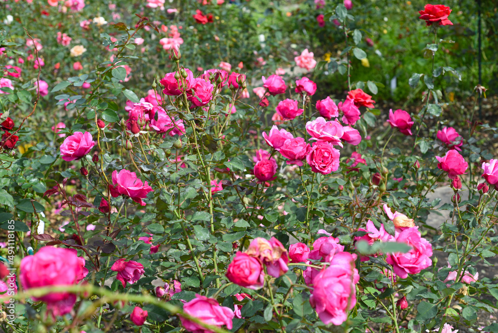 Pink roses with buds on green background