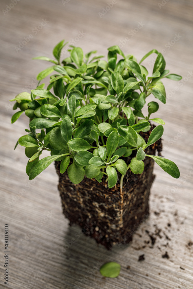 Stock 'Ten Week Mix' seedlings dense planted in a block of soil with roots exposed on a rustic wooden background