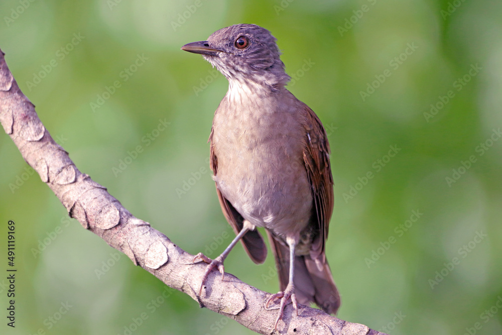 Pale-breasted Thrush (Turdus leucomelas), isolated; perched on a branch on a green background