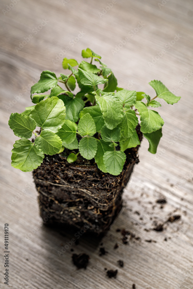 Dense planted Salvia 'Scarlet Sage' seedlings in a block of soil with roots exposed on a rustic wooden background Dense planted Salvia 'Scarlet Sage' seedlings in a block of soil with roots exposed on a rustic wooden background