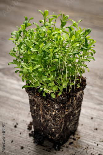 Sweet William seedlings dense planted in a block of potting soil with roots exposed on a rustic wooden background