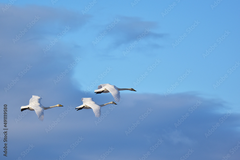 冬空を飛ぶ三羽の白鳥