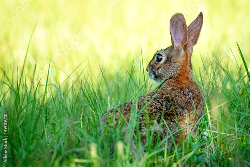 Cottontail Rabbit In Tall Grass