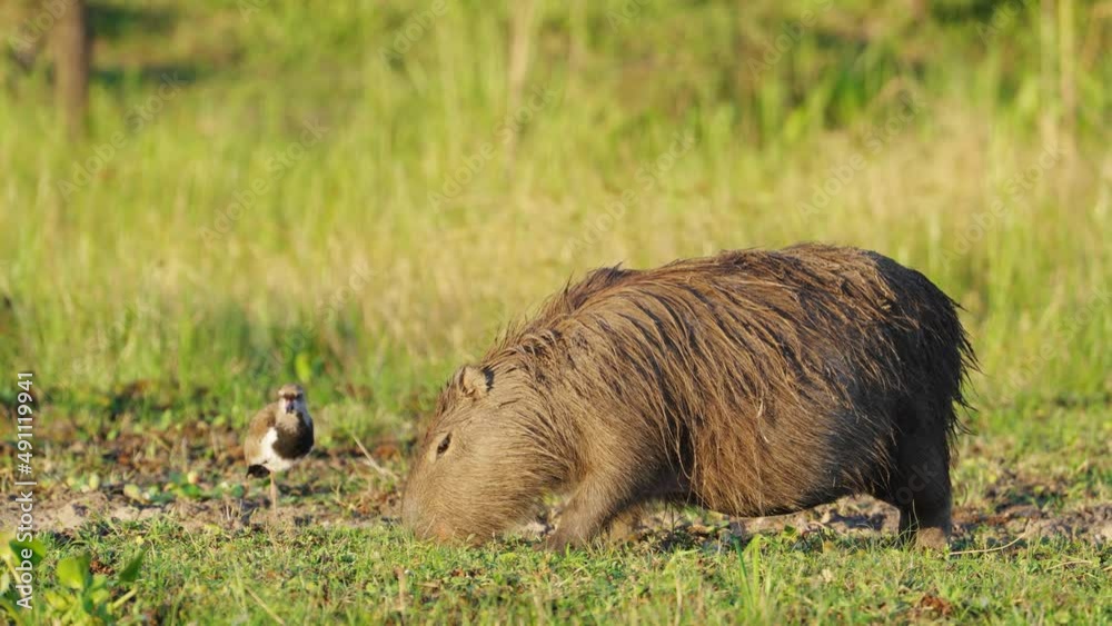 Wild southern lapwing preening its feather next to a foraging giant pregnant capybara with little cattle tyrant cleaner cleaning and wiping off the insects and parasites on its furs at ibera wetlands. Wild southern lapwing preening its feather next to a foraging giant pregnant capybara with little cattle tyrant cleaner cleaning and wiping off the insects and parasites on its furs at ibera wetlands.